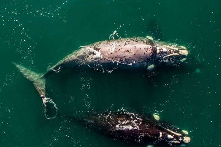 Tak Ada Kelahiran Tahun Ini, Paus Balin Terancam Punah?