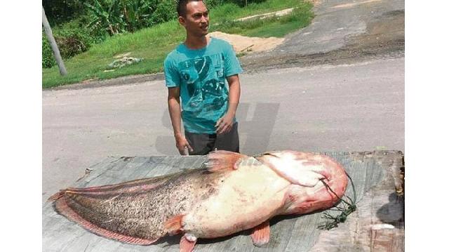 Pria Ini Tangkap Ikan Lele Raksasa