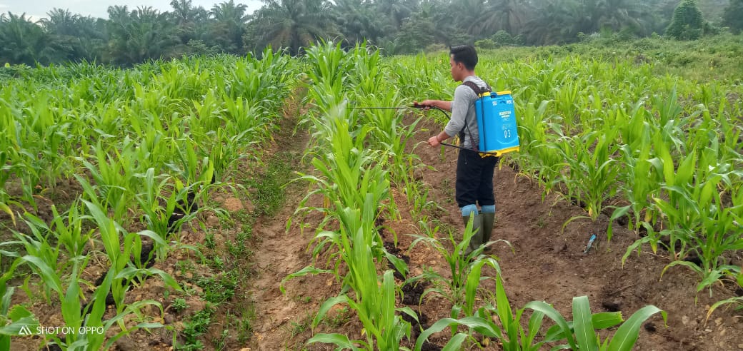 Polsek Bangko Pusako Tanam Jagung di Lahan 4 Hektare