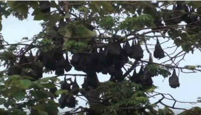 Kelelawar Raksasa Terancam Punah Ditemukan di Aceh