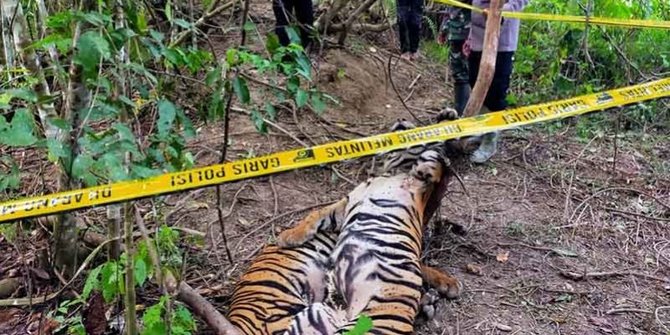 Duh! Dua Harimau Sumatra Ditemukan Mati di Aceh Timur