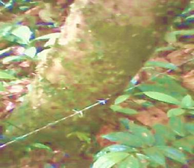 Dishutbun Pijay: Lebih Baik Masyarakat yang Mati Dari Pada Bibit Kayu