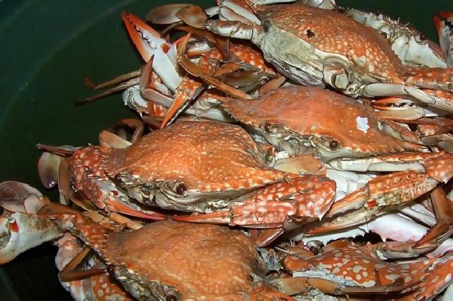 KKP Dorong Mimika Ekspor Kepiting