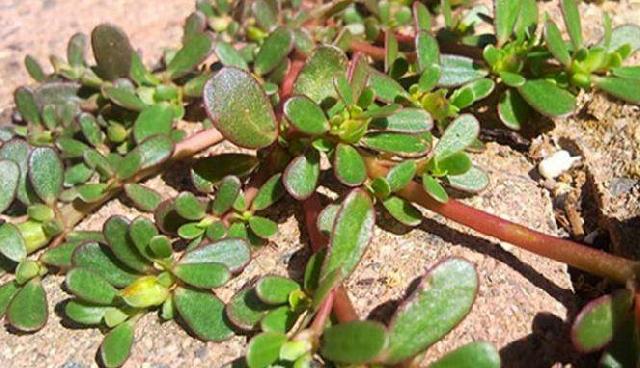 Jangan Buang Tanaman yang Tumbuh di Halaman Ini, Alasannya?