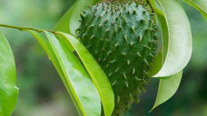 Nah ini dia Cara Mengobati Tumor dengan Daun Sirsak