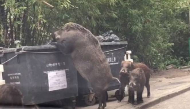 Menakutkan, Ukuran Babi Liar Ini Bikin Geger Warganet