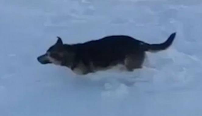 Suhu Turun ke -56 C, Hewan-hewan Membeku Seketika