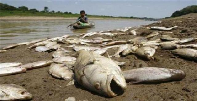 Banyak Ikan Mati di Batang Kumu, Diduga Akibat Pembuangan Limbah Sawit