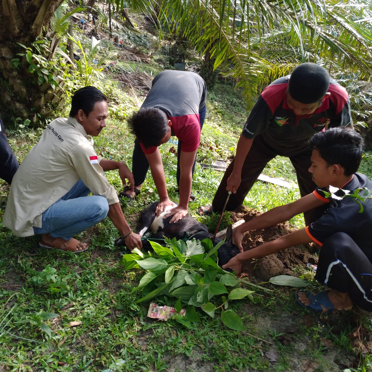 OP-PALA Sembelih Kambing di Panti Asuhan Darussalam Pangean