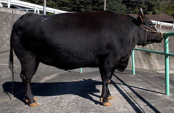 Perkenalkan Sapi Wagyu dari Jepang untuk Kurban, Harganya Setara Mobil Baru