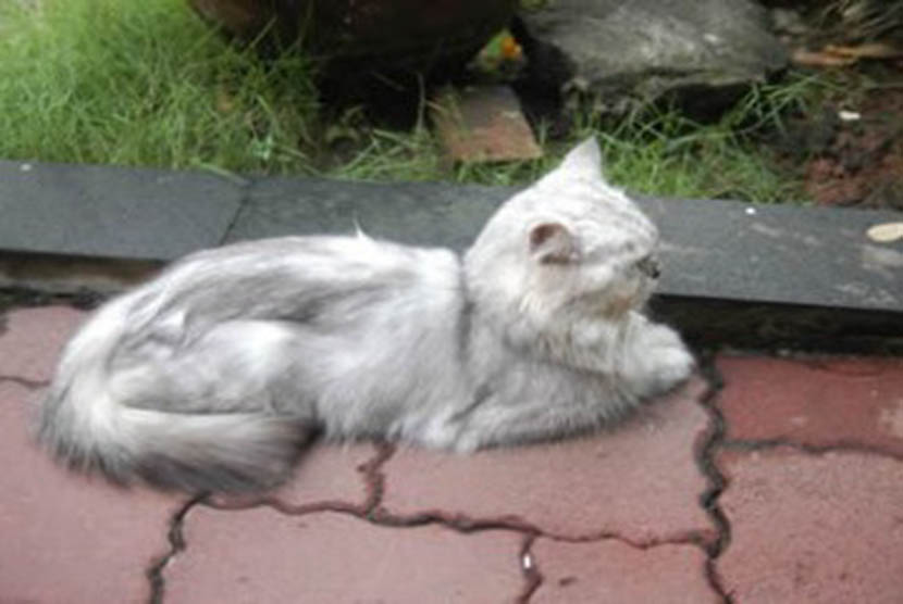 Larangan Menyiksa Binatang