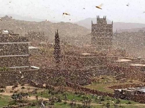 Korona Belum Usai, China Terancam Serangan Kawanan Belalang dari Afrika