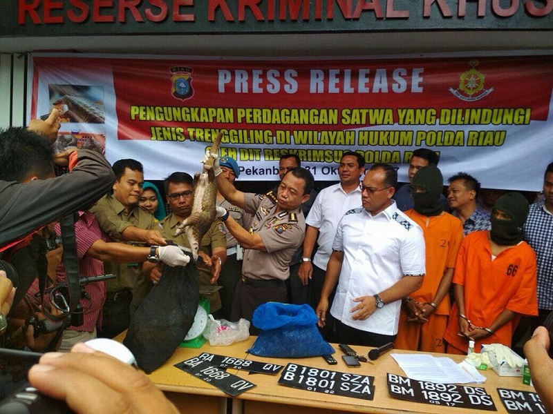 Ditreskrimsus Polda Riau Tangkap Dua Orang Penyelundup Trenggiling