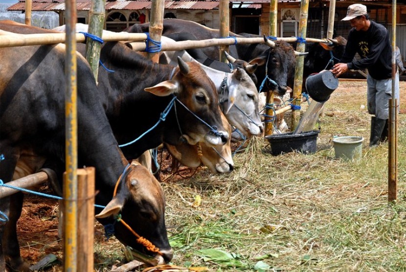 Pemko Pekanbaru Diprediksi Kurban 12 ekor Lembu