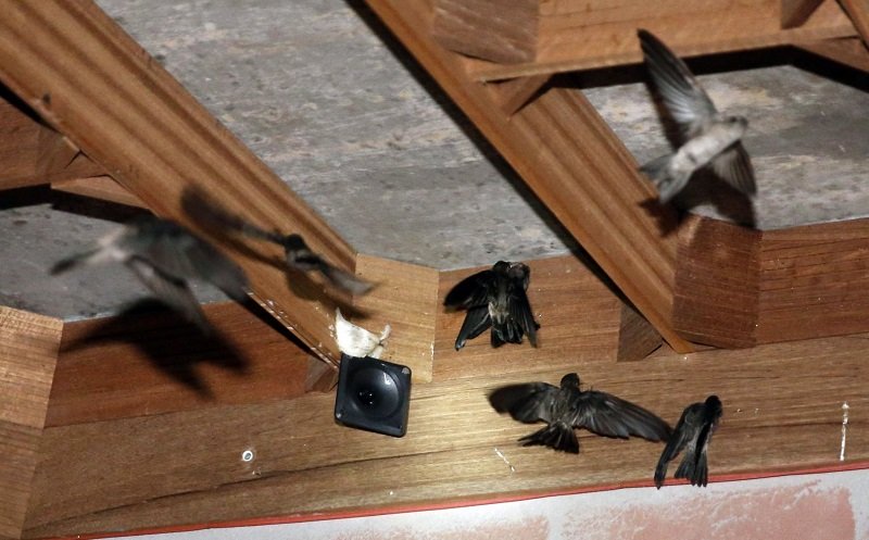 Fantastis! Ternyata Harga Sarang Walet Tembus Rp26 Juta