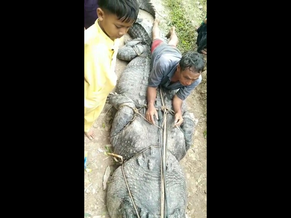 Viral, Buaya Sepanjang 7 Meter Ditangkap Warga Sungai Undan di Inhil