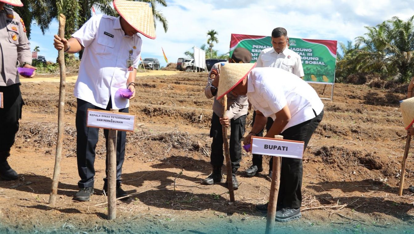 Bupati, Polres Rohul, dan Universitas Rokania Sukseskan Penanaman Jagung Serentak Nasional