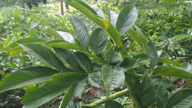 Jadi Primadona, Ini 5 Khasiat Tanaman Porang