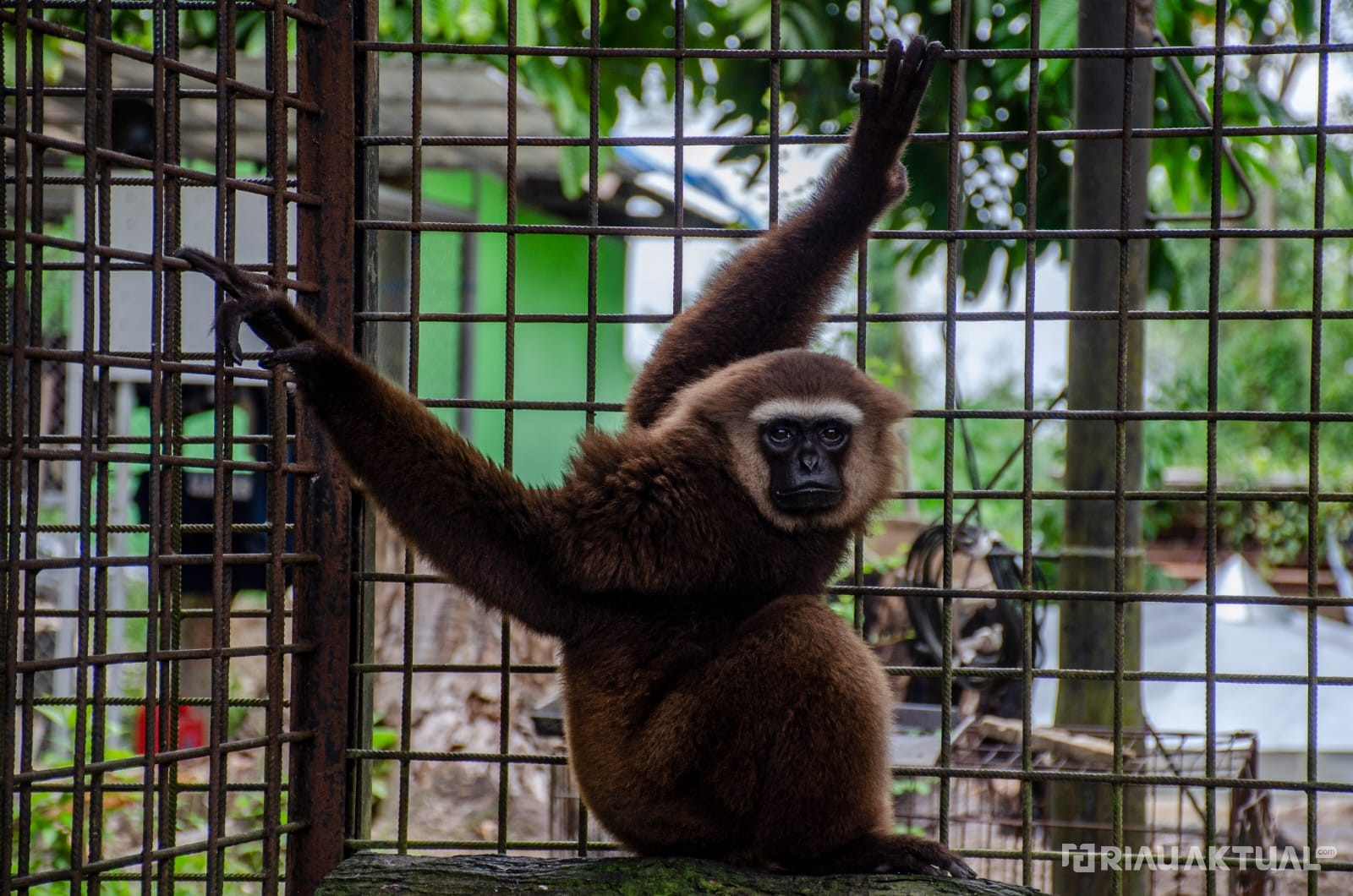7 Tahun Dipelihara, Warga Rohul Serahkan Owa Ungko ke Balai Besar KSDA Riau