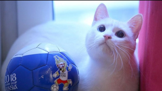 9 Fenomena Binatang Peramal Pertandingan di Piala Dunia