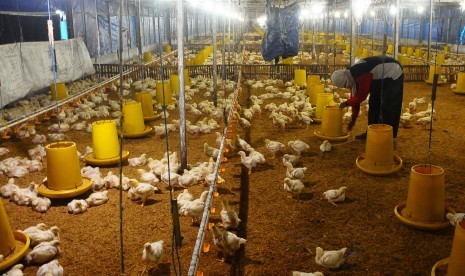 Harga Pakan Naik karena Rupiah, Peternak Mulai Kelimpungan