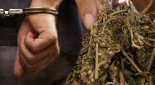 Dua Siswa di Aceh Tertangkap Jadi Kurir Ganja, Kepada Polisi Ngakunya Demi Ngobati Ayah Dan Adik