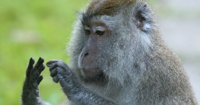 Tak Hanya Manusia, Hewan Juga Mampu Berhitung