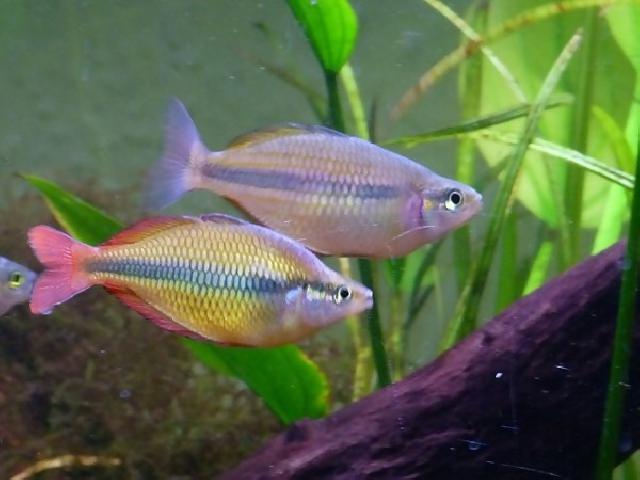 Budidaya ikan pelangi Papua dapat rekor MURI