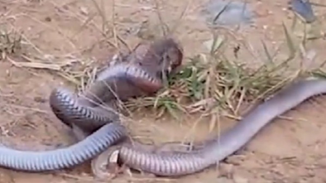 Pertarungan Menegangkan dan Mematikan Dua Ular Kobra