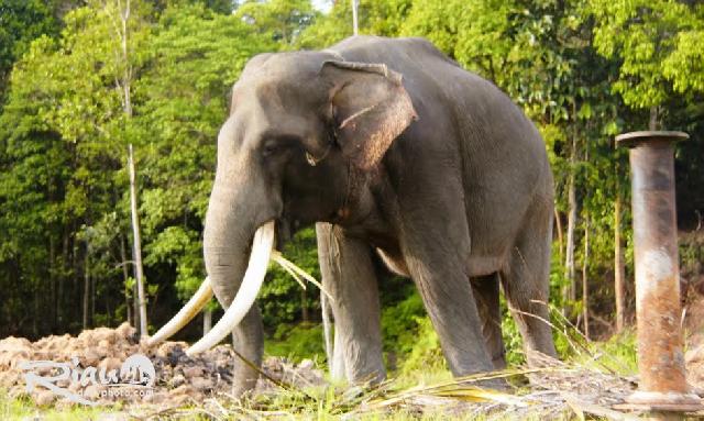 Gajah Sakit di Duri Dinobatkan Sebagai yang Terbesar di Sumatera