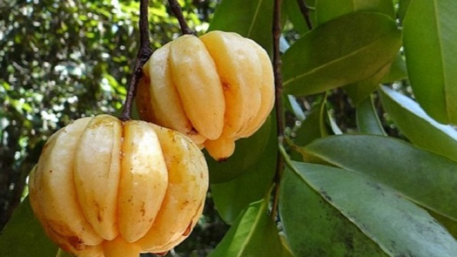 Buah Ini Bisa Hancurkan Batu Ginjal dan Mengeluarkannya