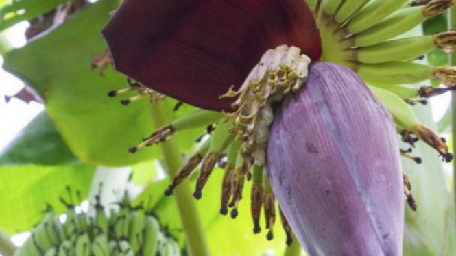 7 Manfaat Jantung Pisang, Antara Lain Mengobati Diabetes