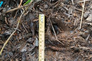 BKSDA Terima Laporan Petani di Siak Temukan Jejak Harimau di Kebun Sawit