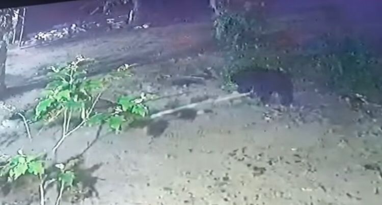 Beruang Masuk Area Perkebunan Warga di Rohil : Cari Makan