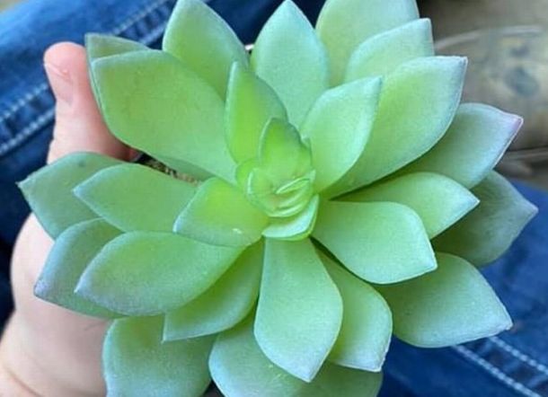 Dua Tahun Disiram dan Dirawat, Tanaman Wanita Ini Ternyata Palsu