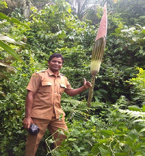 Wiih.. Bunga Bangkai Raksasa Ditemukan Lagi Di Kampar