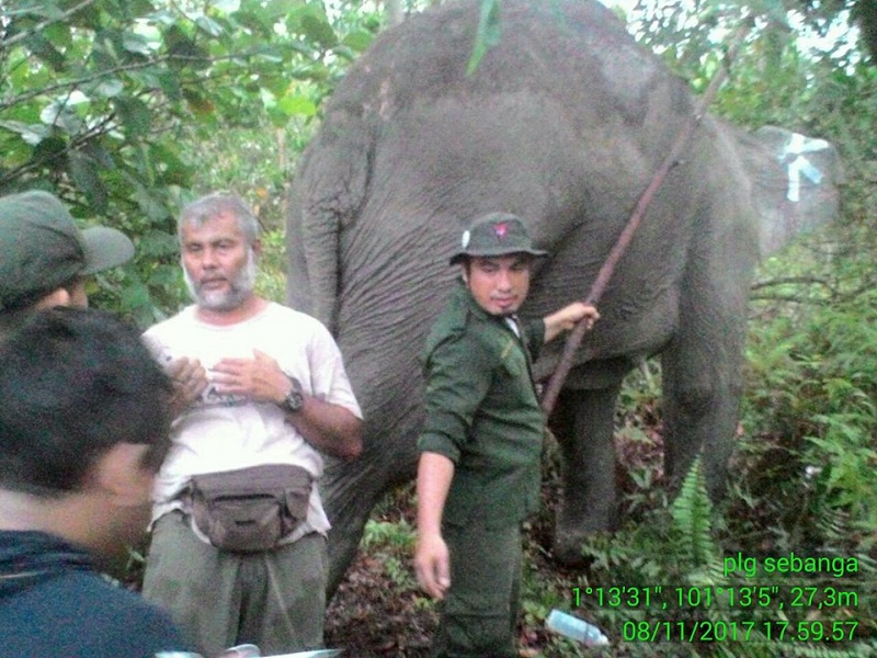 Obati Dita yang Lagi Sakit Kaki, BBKSDA Riau Lakukan Pembiusan Terlebih Dahulu
