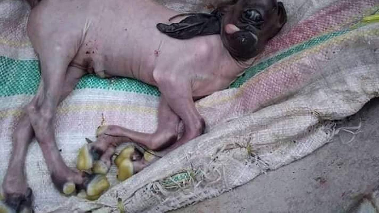 Heboh Kambing Berwajah Dajjal di Gorontalo, Ini Kata Dokter Hewan