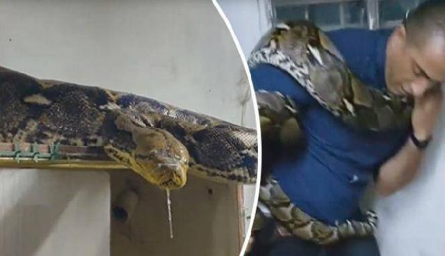 Mengerikan, Hendak Diamankan Piton Besar Serang Pria