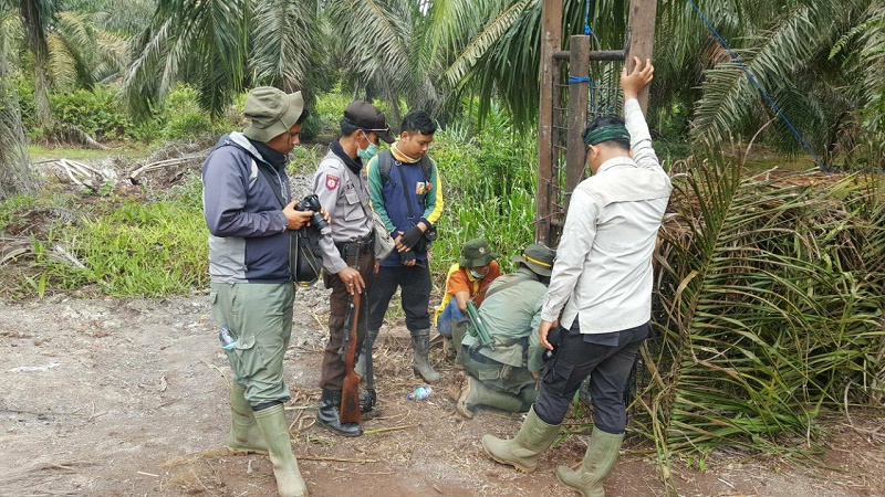 Upaya Penyelamatan Harimau, Dari Mendoa Bersama Ustaz Somad Hingga Datangkan Pawang