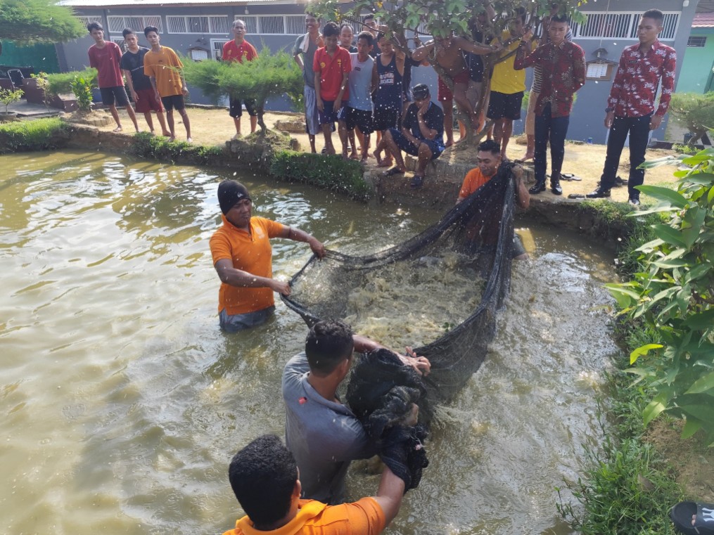 Rutan Rengat dan CV Rosadia Petaho Panen Ikan Patin, Dukung Ketahanan Pangan Nasional