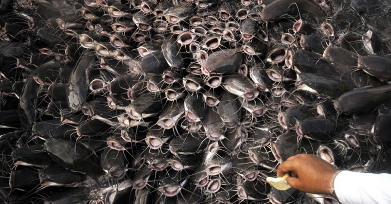 Wow! Mahasiswa Ciptakan Alat Perangsang Pertumbuhan Ikan Lele