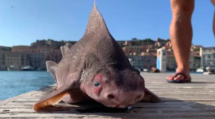 Heboh Hiu Bermuka Babi Bikin Pelaut Kaget