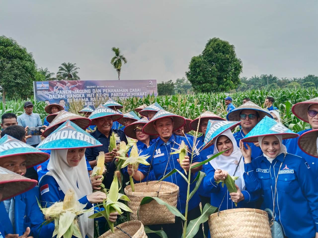 HUT ke-24 Partai Demokrat, Kader di Riau Rayakan dengan Panen Jagung dan Tanam Cabai