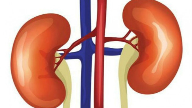 4 Minuman Ini Bantu Bersihkan Ginjal dan Menyaring Darah
