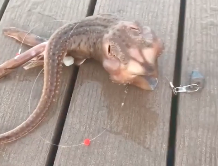 Heboh Nelayan Tangkap Ikan 'Alien', Netizen Kebingungan