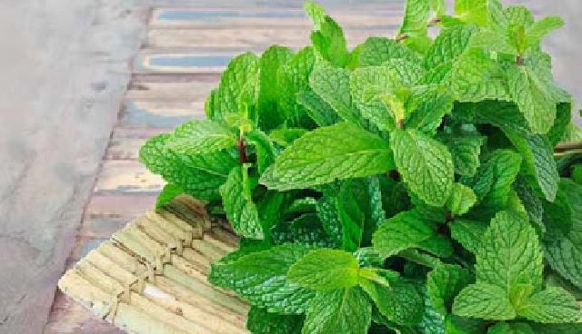 Turunkan Berat Badan dengan Cepat Menggunakan Daun Mint