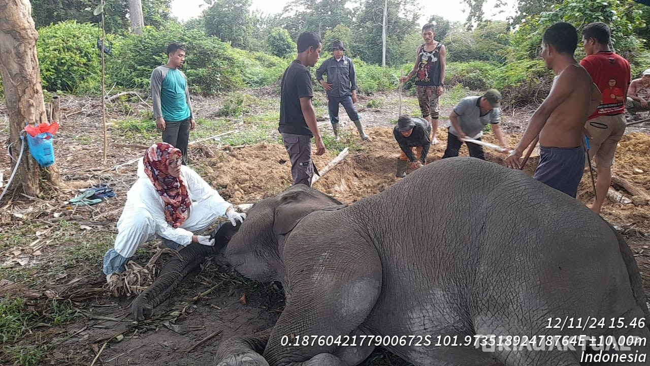 Penyebab Gajah Jinak Rimbani Mati di Taman Nasional Tesso Nilo Terungkap