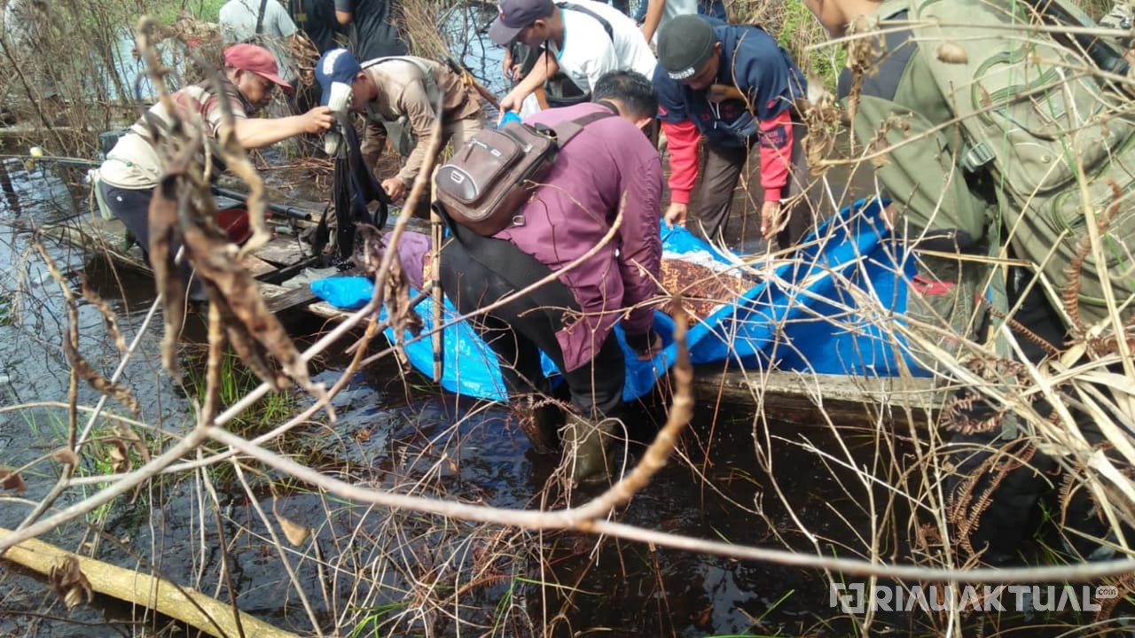 Pamit ke Ladang, Petani di Bengkalis Ditemukan Tewas Diterkam Harimau