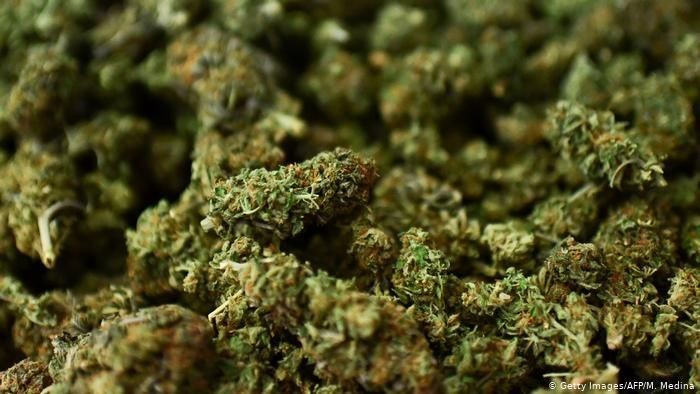 Kagetnya Gerindra Anggota PKS Usul RI Ekspor Ganja